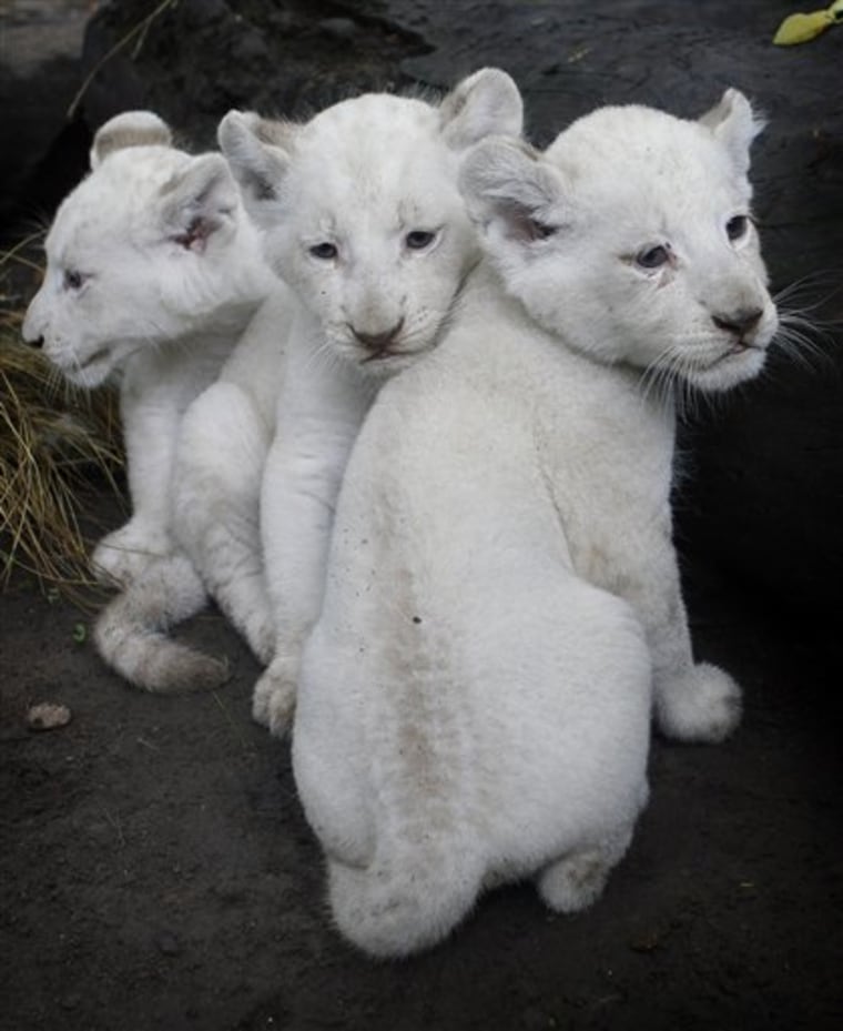 Three white lion cubs are presented to the public for the first time at the city zoo in Buenos Aires, Argentina, Wednesday Jan. 5, 2011. The cubs were born on Nov. 16, 2010. 